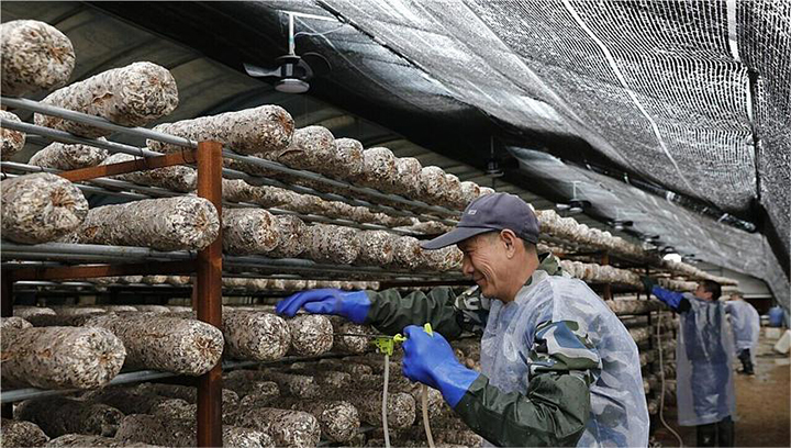 河北企業(yè)廢菌棒變廢為寶做環(huán)保燃料
